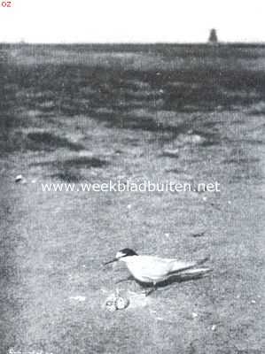 Onbekend, 1912, Onbekend, Door de duinen. Dwerg-zeezwaluw bij zijn nest