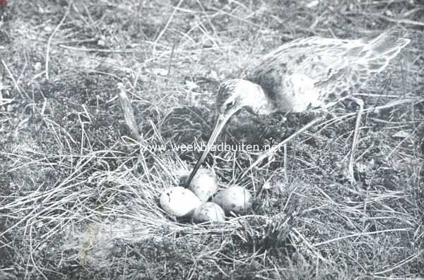 Onbekend, 1912, Onbekend, Grutto bij zijn nest