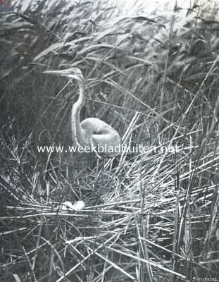 Onbekend, 1912, Onbekend, Purperreiger op zijn nest