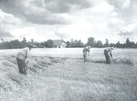 Nederland, 1912, Onbekend, De oogst. Het maaien en binden der rogge in  het veld