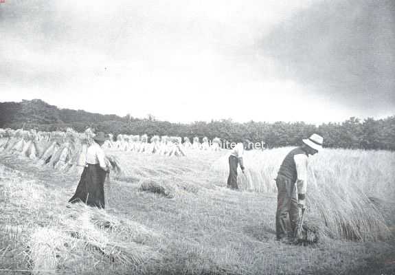 Nederland, 1912, Onbekend, De oogst. Het gaat haar een beetje onhandig af, maar het gaat toch