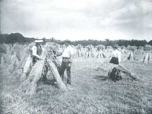 Nederland, 1912, Onbekend, De oogst. Aan het hokken zetten der garven