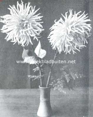 De Groote Plantenkeuring der Nederl. Mij voor Tuinbouw- en Plantkunde, op 13 Aug. l.l., te Amsterdam gehouden. Cactus-Dahlia 