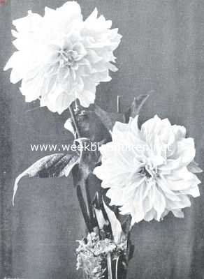 Onbekend, 1912, Onbekend, De Groote Plantenkeuring der Nederl. Mij voor Tuinbouw- en Plantkunde, op 13 Aug. l.l., te Amsterdam gehouden. Pioen-Dahlia  