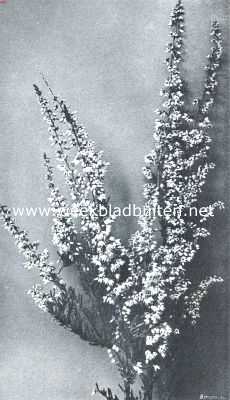 Onbekend, 1912, Onbekend, Struikheid ein bloei