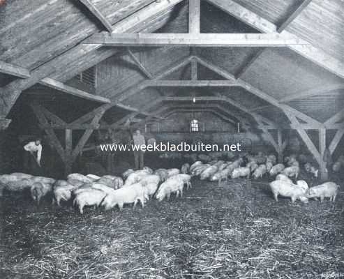 Gelderland, 1912, Oosterbeek, Landgoed Johanna-Hoeve. Overdekte mestvaalt met loopvarkens