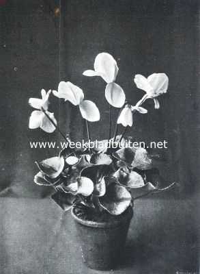 Onbekend, 1912, Onbekend, Cyclamen Persicum Giganteum, die deel uitmaakte van de met zilver gekroonde inzending