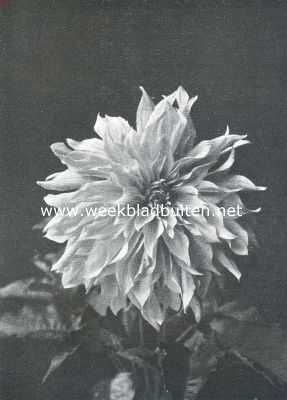 Decoratieve Dahlia's, Brittania. Hortulanus Witte. Bekroond met certificaat 1e klasse