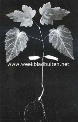 Onbekend, 1912, Onbekend, Een eschdoornplantje, zonder toestel en gevoelige plaat gefotografeerd