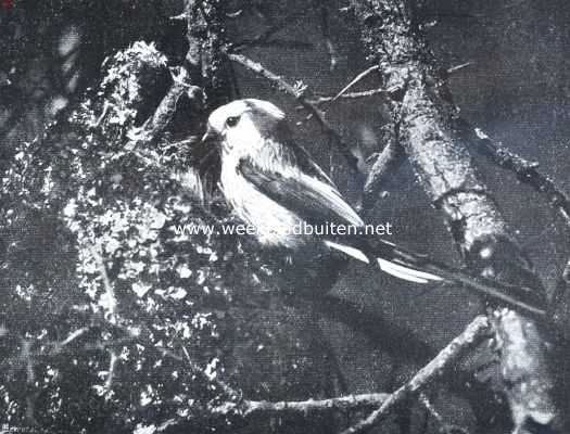 Onbekend, 1912, Onbekend, Staartmees bij het nest. Exemplaar met zwart-gestreepten kop