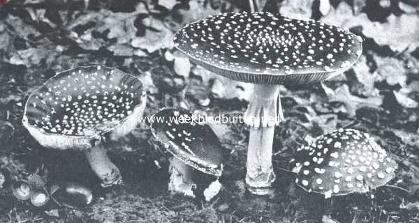 Onbekend, 1912, Onbekend, Amanita Muscaria. Oude exemplaren