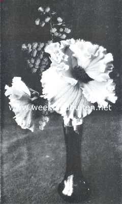 Onbekend, 1912, Onbekend, Begonia Crispa. Uit de met een zilveren medaille bekroonde collectie, ingezonden op de op 8 Ocotober L.L. in 