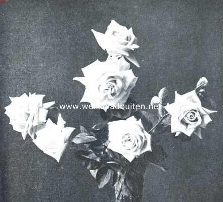 Onbekend, 1912, Onbekend, Een mooie nieuwe roos. De roos 