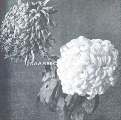 Onbekend, 1912, Onbekend, Chrysanthemum's op de Plantenkeuring. 