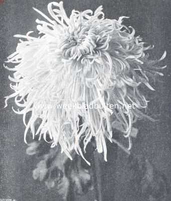 Onbekend, 1912, Onbekend, De chrysanthemum 