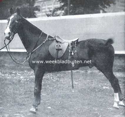 Onbekend, 1912, Onbekend, De geschiedenis van het paard. Officiers-dienstpaard