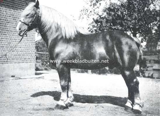 Onbekend, 1912, Onbekend, De geschiedenis van het paard. De bekroonde Ardenner goudvos-hengst 