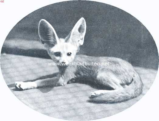 Noord-Holland, 1912, Amsterdam, De kleinste vos ter wereld. De jonge Fennek in 