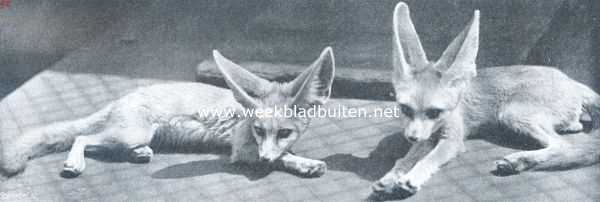 Noord-Holland, 1912, Amsterdam, De kleinste vos ter wereld. De door Augustus Le Gras meegebrachte Fenneks in 