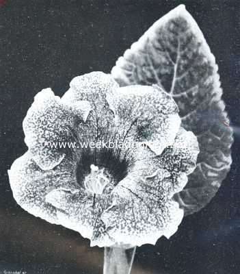 Bloem van een fraaie Gloxinia-verscheidenheid (2/3 nat. Grootte)