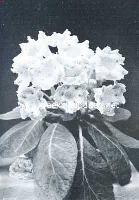 Onbekend, 1912, Onbekend, Goed gekweekte Gloxinia