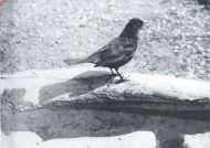 Miniatuurfoto