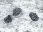 Miniatuurfoto