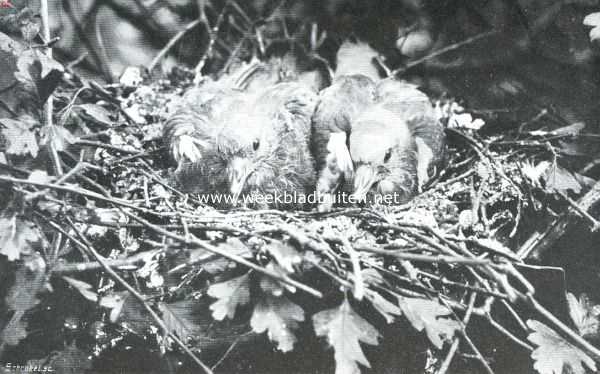 Onbekend, 1913, Onbekend, Jonge boschduiven in het nest