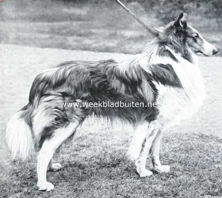 Onbekend, 1913, Onbekend, Collies. Sonja Sirius, langharige Schotsche herdershond