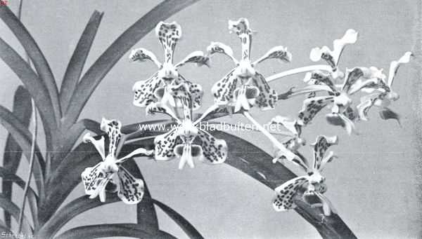 Een praatje over orchideen. Tros van Vanda Suavis met gedeelte van de plant, die in Oost-Java veelvuldig voorkomt. De grondkleur van de V. Suavis is wit met paars-bruine vlekjes en violet rose lip. (1/2 nat. grootte)
