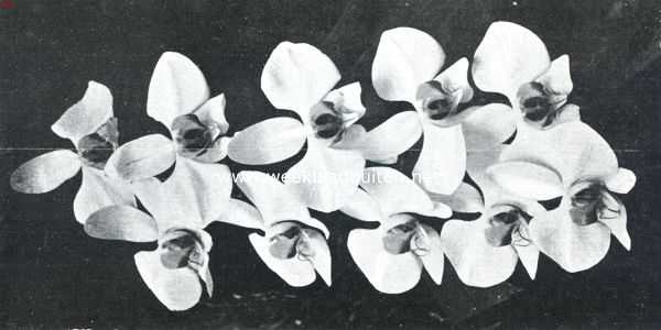 Een praatje over orchideen. Tros van Phalaenopsis Amabilis Grandiflora. De bloem is helder wit, met zwavelgele lip, aan den voet met karmijnrood gespikkeld