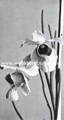 Indonesi, 1913, Onbekend, Een praatje over orchideen. Vanda Teres (3/4 nat. Gr.), een op Java voorkomende orchidee, die zoowel door kleur als vorm de aandacht trekt