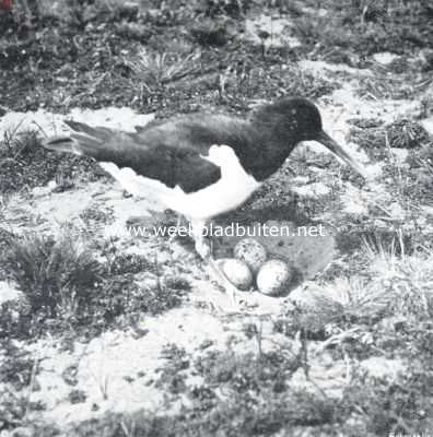 Onbekend, 1913, Onbekend, Scholekster bij haar nest in de duinen