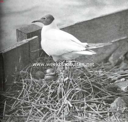 Onbekend, 1913, Onbekend, Kokmeeuw staande op het nest