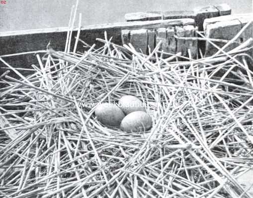 Nest met eieren van den kokmeeuw
