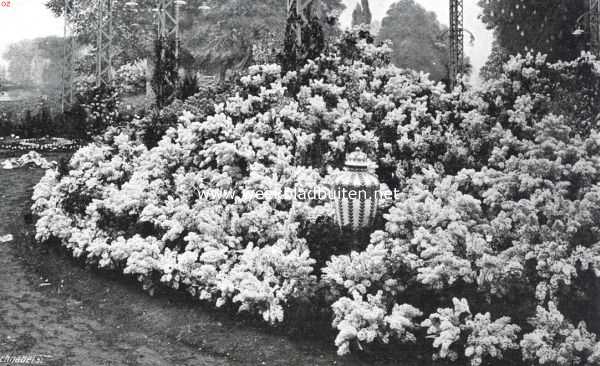 Belgi, 1913, Gent, Bloemenpracht in het Tuinbouw-Paleis op de tentoonstelling te gent. Een mooie verzameling seringen, smaakvol gerangschikt
