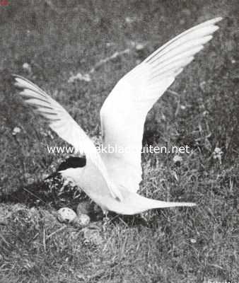 Onbekend, 1913, Onbekend, Vischdiefje bij zijn nest
