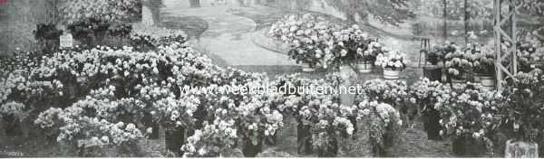 Belgi, 1913, Gent, De inzending rozen uit Aalsmeer op de Internationale Tentoonstelling te Gent