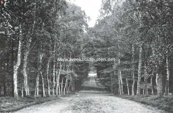 Het kasteel Rosendaal. De berkenlaan naar het kerkhof