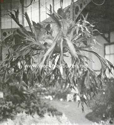 Groningen, 1913, Groningen, Platycerium Willinkii, ingezonden door den Hortus te Groningen op de groote plantenkeuring te Groningen, waar zij een certificaat voor cultuur verwierf