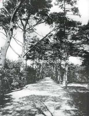 Noord-Holland, 1913, Bergen, Een door den zeewind verijld gedeelte der vermaarde sparrenlaan in het bosch bij Bergen (N.-H.)