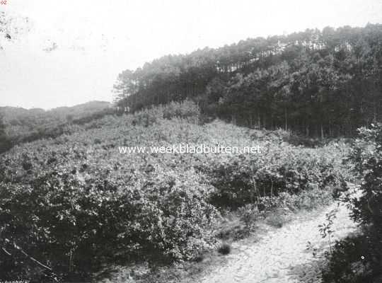 Noord-Holland, 1913, Schoorl, Aan den zoom der Staats-duinen bij Schoorl