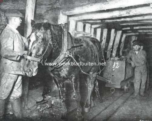 Limburg, 1913, Onbekend, Tusschen het zwarte goud. Het paard in de mijn, gedoemd altijd in schemerduister te werken