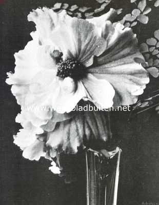 Gekroesdbloemige Begonia voorkomende in de met een zilveren medaille  bekroonde collectie van de firma E. Bakkenes & Zoon te Baarn, ingezonden op de Plantenkeuring der Maatschappij voor Tuinbouw