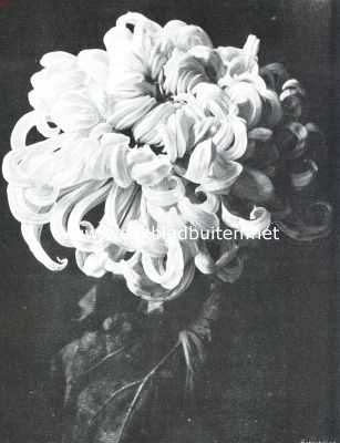 Nederland, 1913, Onbekend, Chrysanthemum 