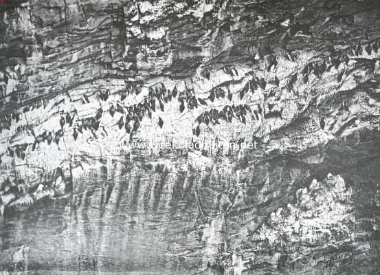 Engeland, 1913, Onbekend, Zeekoeten en meeuwen op de rotsen aan de Engelsche kust