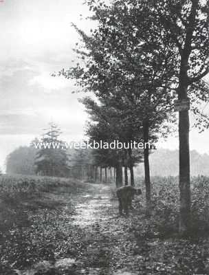Noord-Holland, 1913, Hilversum, 't Hoogt van 't Kruis te Hilversum. Laantje, voerende naar de Hoorneboegsche Heide