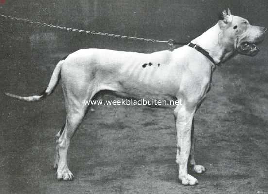 Onbekend, 1913, Onbekend, De Duitsche dog. Een der weinig overgebleven Albinos-doggen