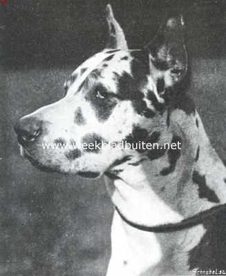 Onbekend, 1913, Onbekend, De Duitsche dog. Een karakteristieke Duitsche doggen-kop