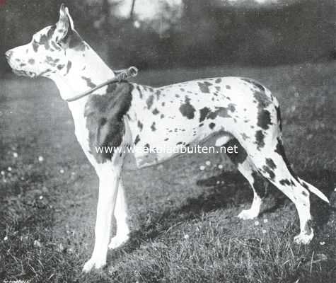 Onbekend, 1913, Onbekend, De Duitsche dog. Kampioen Nestor, de zoon van Hedwig van Terborg